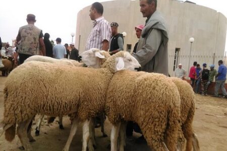 الأسعار الملتهبة لأكباش العيد تحول "رحبة" إلى ساحة حرب استعملت فيها السيوف و الهراوات بين مواطنين، و باعة وشناقة