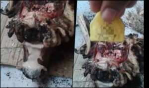 “لاونسا” تدخل على خط “الفيديو الخطير” حول تعفن أضحية العيد بأكادير (+فيديو)