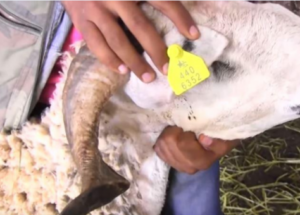 “أونسا” تدعو المواطنين إلى التأكد من السلامة الصحية للأضاحي، وهذه طرق التأكد منها: