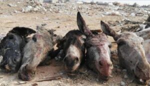 خطير:العثور على رؤوس حمير بحاويات نفايات المطاعم يثير القلق