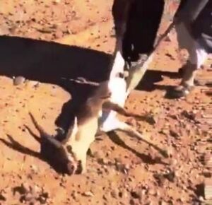 +فيديو: القنص الفوضوي يؤجج غضب جمعيات القنص بجهة سوس، والجهات المسؤولة تفضل “صمت القبور”