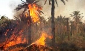 تيزنيت: حريق مهول يأتي على أشجار نخيل زاوية سيدي أحمد أوموسى..