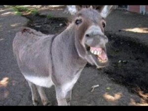 مهزلة: مواطن يلقن حماره مقررات البغرير و البطبوط