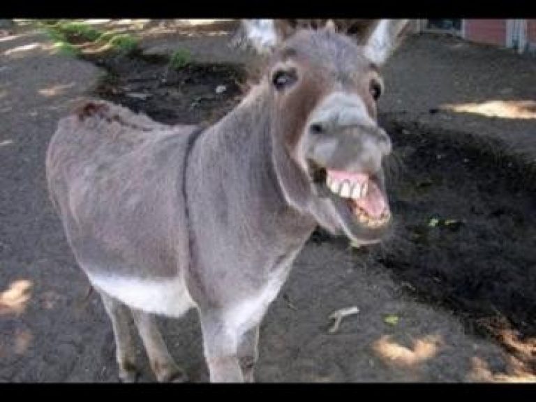 مهزلة: مواطن يلقن حماره مقررات البغرير و البطبوط