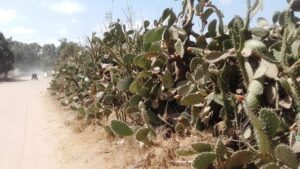 ” الحشرة القرمزية ” تجد لها موطنا للاختباء قرب مصالح حماية النباتات بأكادير.(+صور)