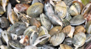 هام لساكنة أكادير:رفع الحظر عن جمع وتسويق الصدفيات بهذه المناطق