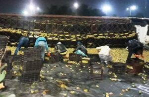 تشتيت العشرات من صناديق “الهندية”، إثر إنقلاب شاحنة تعرضت للرشق بالحجارة.