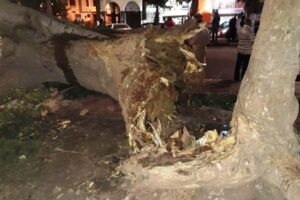 سقوط شجرة ضخمة يتسبب في إغلاق أهم شارع بأكادير، وسط استنفار الجهات الرسمية.