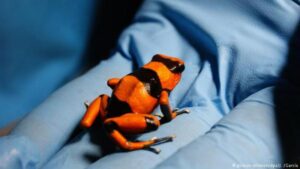 العثور على 216 ضفدعة سامة حية في مرحاض المطار يحير المصالح الأمنية