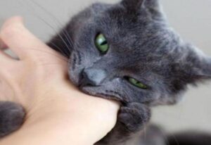 تحذير:القطط المغربية تقتل… زيارة سياحية للمغرب تكلف بريطانيا حياته بسبب عضة قط.