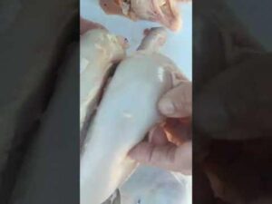 شاهد ماذا وجدت سيدة في لحم الدجاج الرومي (فيديو)