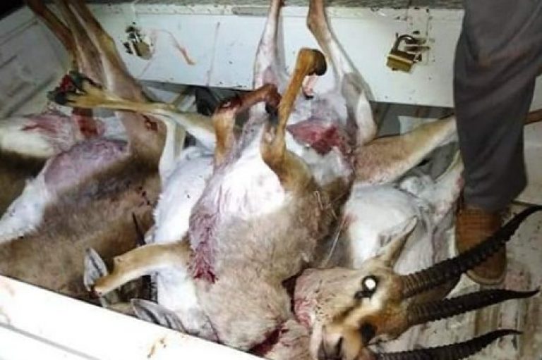 من جديد: ذبح غزالة و سلخها يقود إلى اعتقال عصابة القنص الممنوع بضواحي تيزنيت.