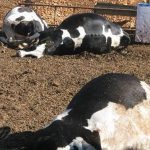 صحف:الجنرال حرمو يباشر تغييرات بقيادات الدرك الملكي،و اختفاء أدوية حساسة خاصة بالرضع