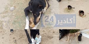 الكلاب الضالة تواصل حصد ضحاياها من الأطفال بأكادير، وسط صمت واستهتار المسؤولين 4 الكلاب الضالة 1