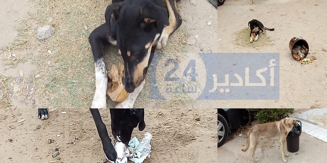 الكلاب الضالة 1