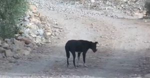 أكادير : كلب يقتل طفلا في عمر الزهور بطريقة مروعة. 4 كلب