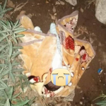 أكادير: توقيف سيارة محملة بالمخدرات بعد مطاردة هوليودية من طرف عناصر الدرك الملكي