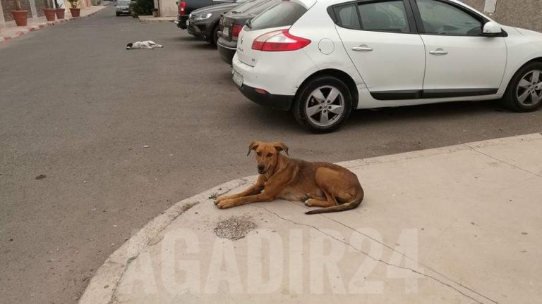 انتشار الكلاب الضالة بأگادير يتحول إلى ظاهرة تقلق الساكنة (+صور وفيديو)