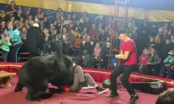 خطير وبالفيديو: دب ضخم يحول مدربه إلى أشلاء أمام الجمهور وسط سرك