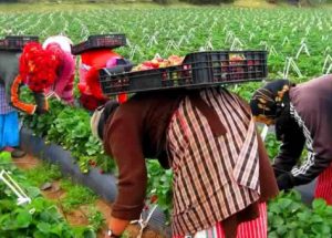 الفراولة الاسبانية تطلب أزيد من 16 ألف عاملة مغربية لجنيها، و هذه معطيات الانتقاء.