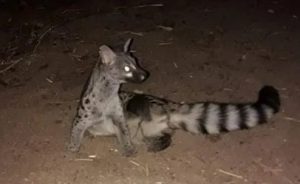 بالصور: ظهور حيوان مفترس غريب يزرع الرعب في الساكنة، ومطالب بفك لغزه المحير