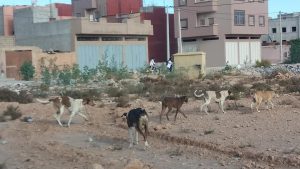 كلاب