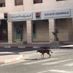 الكلاب الضالة 1 1