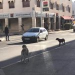 الكلاب الضالة 2 1