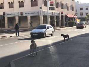 الكلاب الضالة تنتشر بشوارع مدينة أكادير وسط صمت المسؤولين وشكاوى المواطنين.(+صور) 2 الكلاب الضالة 2 1