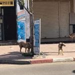 الكلاب الضالة 3 1
