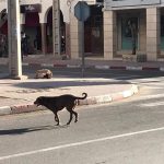 الكلاب الضالة 4 1