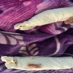 تفكيك شبكة للدعارة والاتجار بالبشر بعد عملية مداهمة لمركز للتدليك تم تحويله إلى وكر للفساد ولإقامة الجنس الجماعي