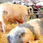 تفاصيل جديدة بخصوص الحالة الأولى المصابة بفيروس كورونا بالمغرب