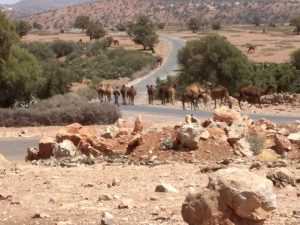 اعتداءات الرعاة الرحل تغضب الساكنة بضوحي اشتوكة 10 الساكنة الجبلية 2