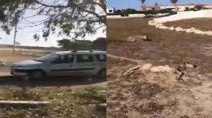 قضية الفرنسي قاتل الأغنام تأخذ منعطفا جديدا بعد إيداعه السجن 5 téléchargement 1