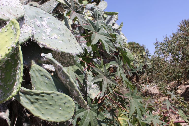 الحشرة القرمزية