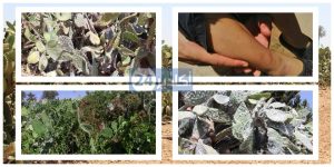 تزنيت: الحشرة القرمزية تهلك الصبار، و تتسبب الضر على وقع الجحيم، و الجهات الوصية تلزم صمت القبور. (فيديو) 7 الحشرة القرمزية