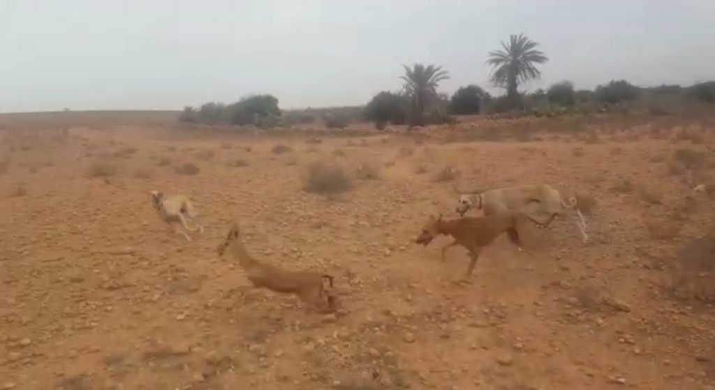 تيزنيت : شريط فيديو لعمية صيد غزالة يقود صاحبه الى الاعتقال