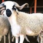 عيد أضحى وزارة الداخلية