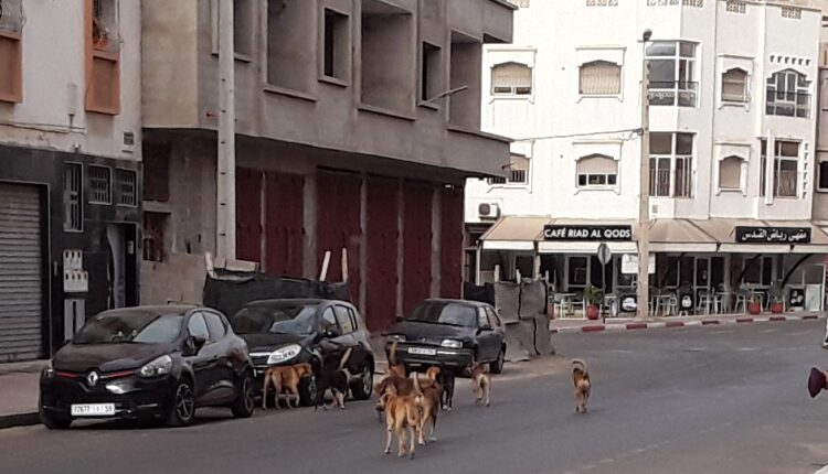 الكالاب الضالة 2