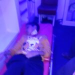 كلب ينهش طفلا بإنزكان 8
