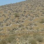 الحشرة القرمزية 2