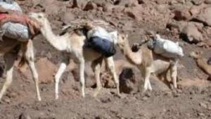 مخدر الشيرا