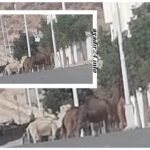 الجمال