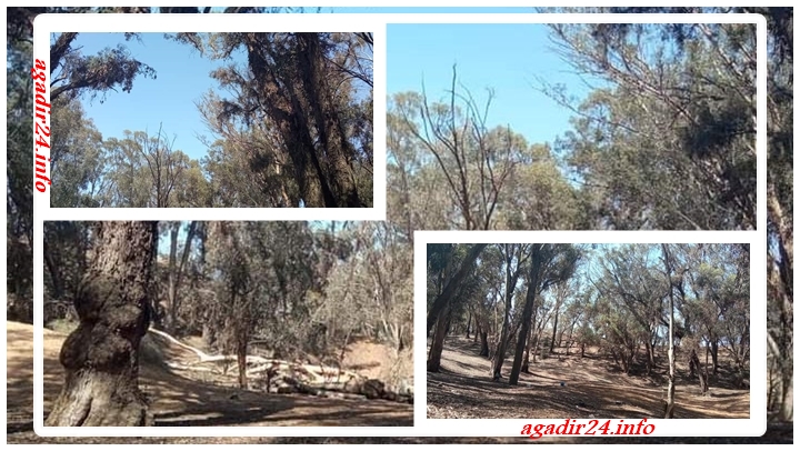 غابة المزار ايت ملول تعاني في صمت، والساكنة تستنكر