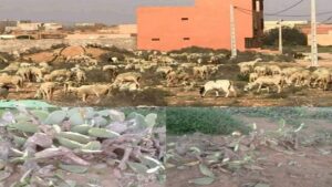 تزنيت : هجومات الرعاة الرحل تتواصل بشدة، و المتضررون متدمرون، و يشكون إلى الله مع التزام المسؤولين صمت القبور. 1 تزنيت