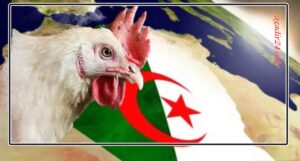 الجزائر
