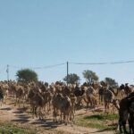 جحافل الجمال 2