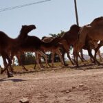 جحافل الجمال 3