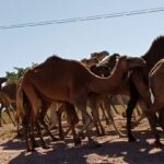 جحافل الجمال 4